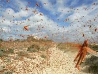 Activation du dispositif de lutte antiacridienne à travers la wilaya de Bechar