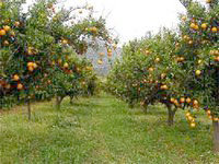 Blida, Les vergers se meurent