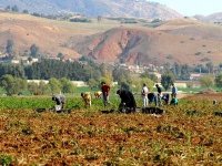 Contrats de concession : nouvelles mesures pour faciliter les investissements agricoles