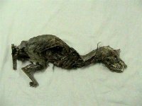 Découverte d’ossements d’un mystérieux animal à Tissemsilt