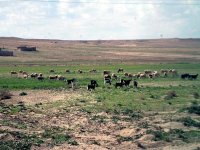 Gestion des terres de parcours steppiques, Un projet de loi en cours d’élaboration