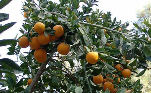 Il se tiendra mercredi à l’Hôtel Hilton, Symposium sur la valorisation des produits agricoles dans les boissons