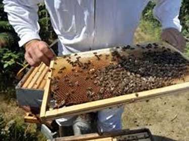 Intérêt croissant pour la filière apicole dans le Sud du pays
