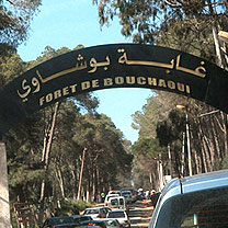 La forêt de Bouchaoui accueille chaque vendredi près de 1000 personnes