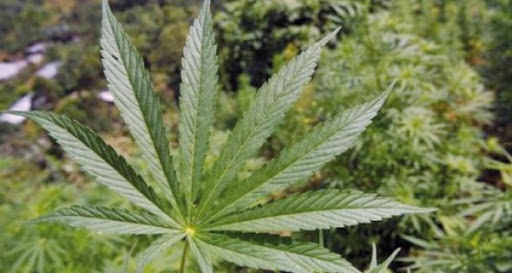 Le Maroc premier exportateur mondial de cannabis