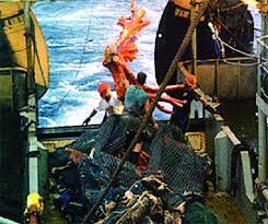 Le ministre de la Pêche et des Ressources halieutiques « Pas de reprise de la pêche au corail »