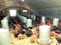 Les aviculteurs doivent profiter de l’abondance de l’offre pour structurer la filière