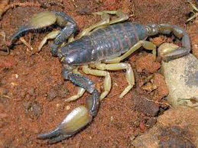 M&rsquo; sila : 25 000 scorpions collectés