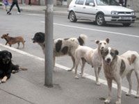 Médéa ,Campagne d’abattage des chiens errants