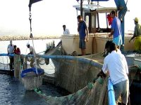 Pêche et aquaculture à Boumerdès : gagner le pari de la formation pour booster la filière