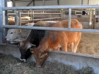 Sécurité alimentaire : Une banque algérienne de gènes d’animaux et de végétaux en 2014