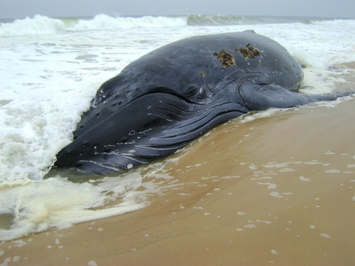 Une baleine s’échoue sur la côte de Dellys
