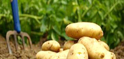 Aïn Defla/commercialisation de la pomme de terre : les producteurs otages des intermédiaires