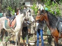 Des contraintes risquent d’hypothéquer le développement de l’élevage équin à Laghouat