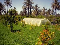 El Oued, une wilaya de référence en matière agricole