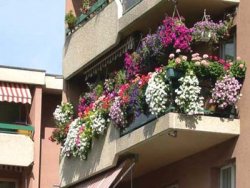 Le fleurissement des balcons et des cours des maisons, une tradition à Blida
