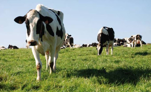 Le président du CIL a propos de la production du lait « Il faut améliorer l’alimentation des vaches laitières »