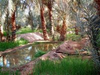 Les oasis algériennes, thème d’un nouvel ouvrage du sociologue Nadir Marouf