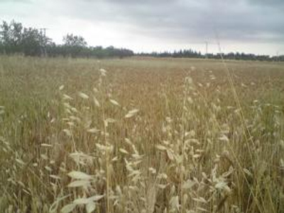 Médéa : une filière en or abandonnée