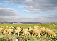 Naâma / Elevage ,Halte à l’anarchie