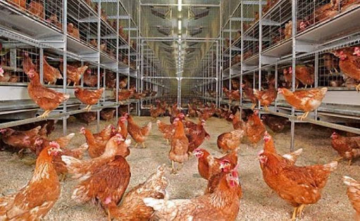 Nacer Idres, vétérinaire et expert en production et santé animale : « La Filière avicole commence à s’organiser »