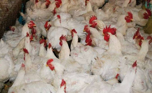 Nouveau cap fixé par Rachid Benaissa, Production de 1,1 million de tonnes de viande blanche par an