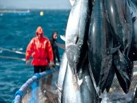 Pêche au thon : importants moyens mobilisés pour mener à bien la campagne 2013