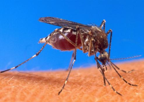 Arzew, à l’instar d’Oran, fait face au phénomène Les moustiques attaquent