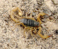 Biskra ,Piqûres de scorpion : encore des ravages