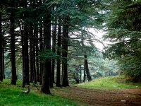 Blida : hausse notable de la biodiversité animale au Parc national de Chrea