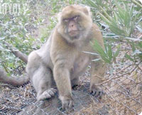 Blida / Parc de Chréa ,Le singe magot est de retour