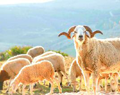 Djelfa : futur bassin laitier