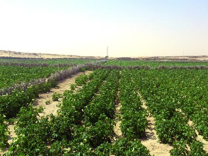 El-Oued : le nouvel Eldorado de l’agriculture saharienne