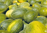 Espagne : 32 tonnes de haschisch saisies dans une cargaison de melons