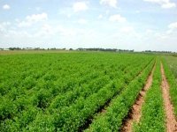 La préparation du 3ème recensement agricole tire à sa fin (ministère)