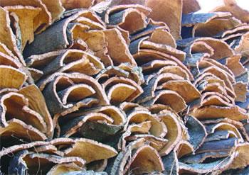 L&rsquo;exploitation du liège en Algérie,Une industrie qui se meurt