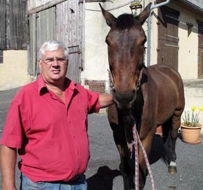 Un exportateur français de chevaux contaminés vers l’Algérie condamné