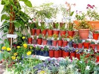 Une centaine d’exposants présents aux prochaines floralies d’Oran