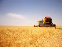 Une récolte de quelque 7.000 quintaux de céréales prévue à Ouargla