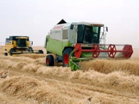 Une récolte prévisionnelle de 400.000 quintaux de céréales dans la zone saharienne de Khenchela