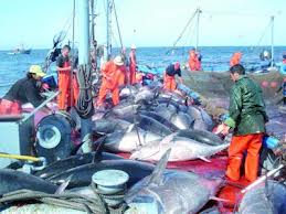 4 navires mobilisés pour pêcher le quota algérien de thon