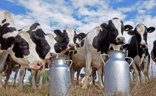 Danone Djurdjura Algérie « Un partenariat durable avec les éleveurs de vaches laitières »