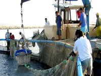 Enquête sur les conditions de travail des professionnels de la pêche