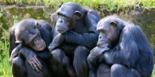 Etats-Unis: Les chimpanzés utilisés pour la recherche sont mis à la retraite