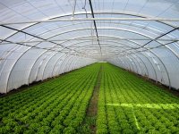 Filière lait, culture sous serre, arboriculture, axes du développement agricole à M’sila