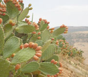 Ghardaïa, Revoilà les raquettes de figues