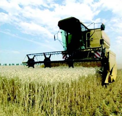 Hausse de la facture des importations de blé malgré une baisse en volume