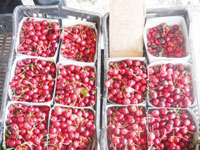 Larbaâ Nath Irathen ,La cerise festoie, mais timidement !