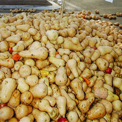 Le marché s&rsquo;écroule, la pomme de terre jetée dans les décharges