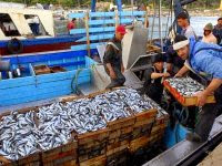 Les sardines plus chères que le poulet !